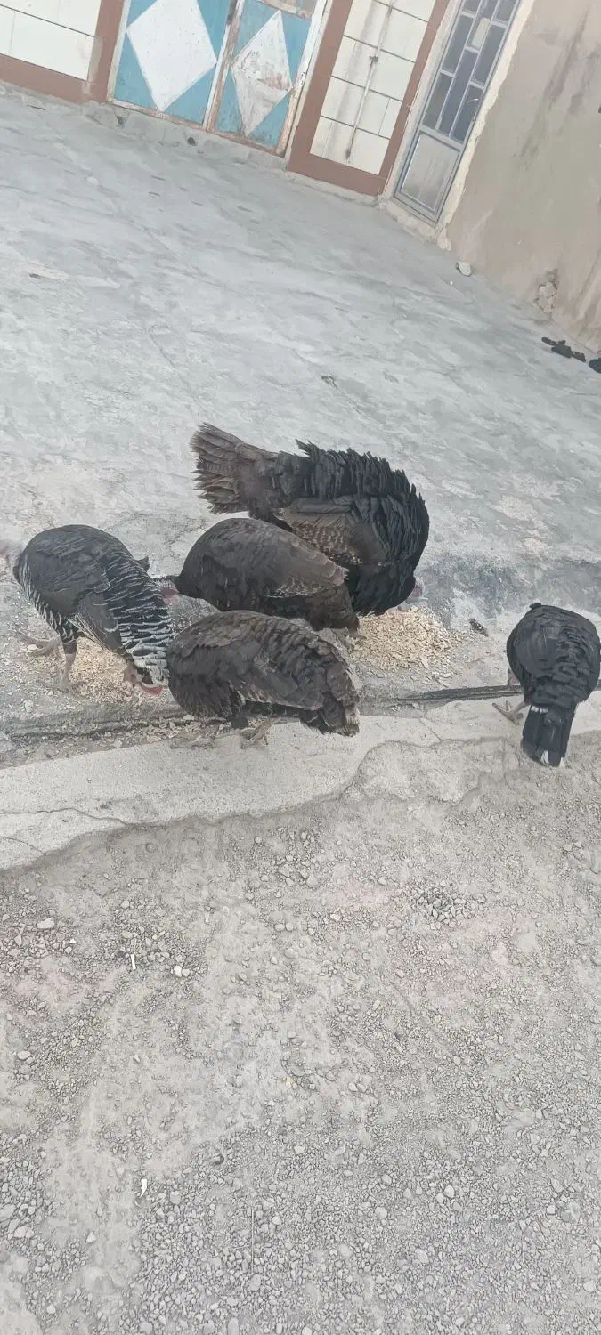 بوقلمون|حیوانات مزرعه|امیدیه, |دیوار