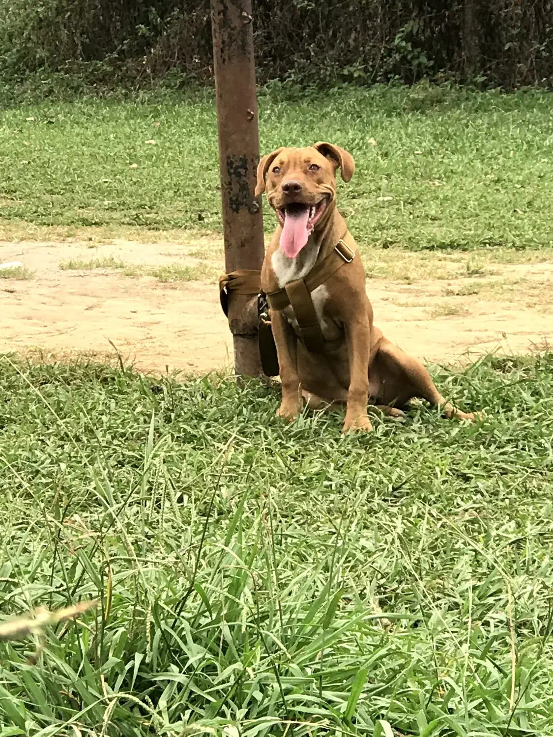 فروش سگ پیتبول ماده|سگ|املش, |دیوار