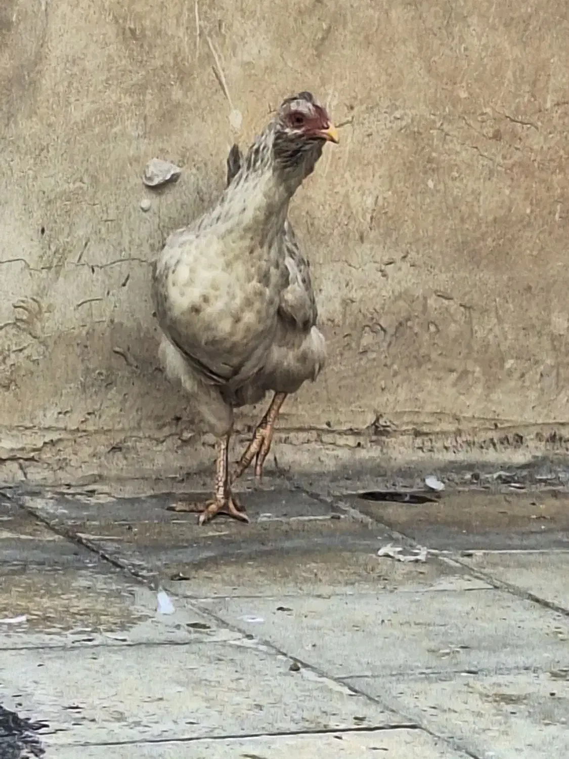 مرغ و خروس گلین کاکلی|حیوانات مزرعه|تهران, وردآورد|دیوار