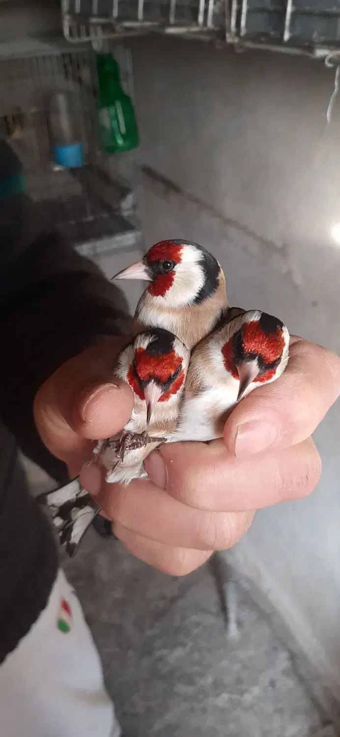 سره وسره قناری قرس وکفتر پشتدری|پرنده|ری, سیزده آبان|دیوار