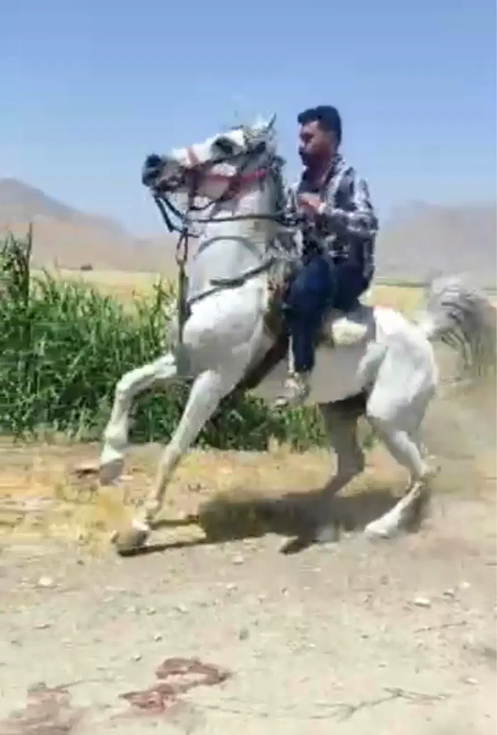 نریون|اسب و تجهیزات اسب‌سواری|تهران, آرژانتین|دیوار