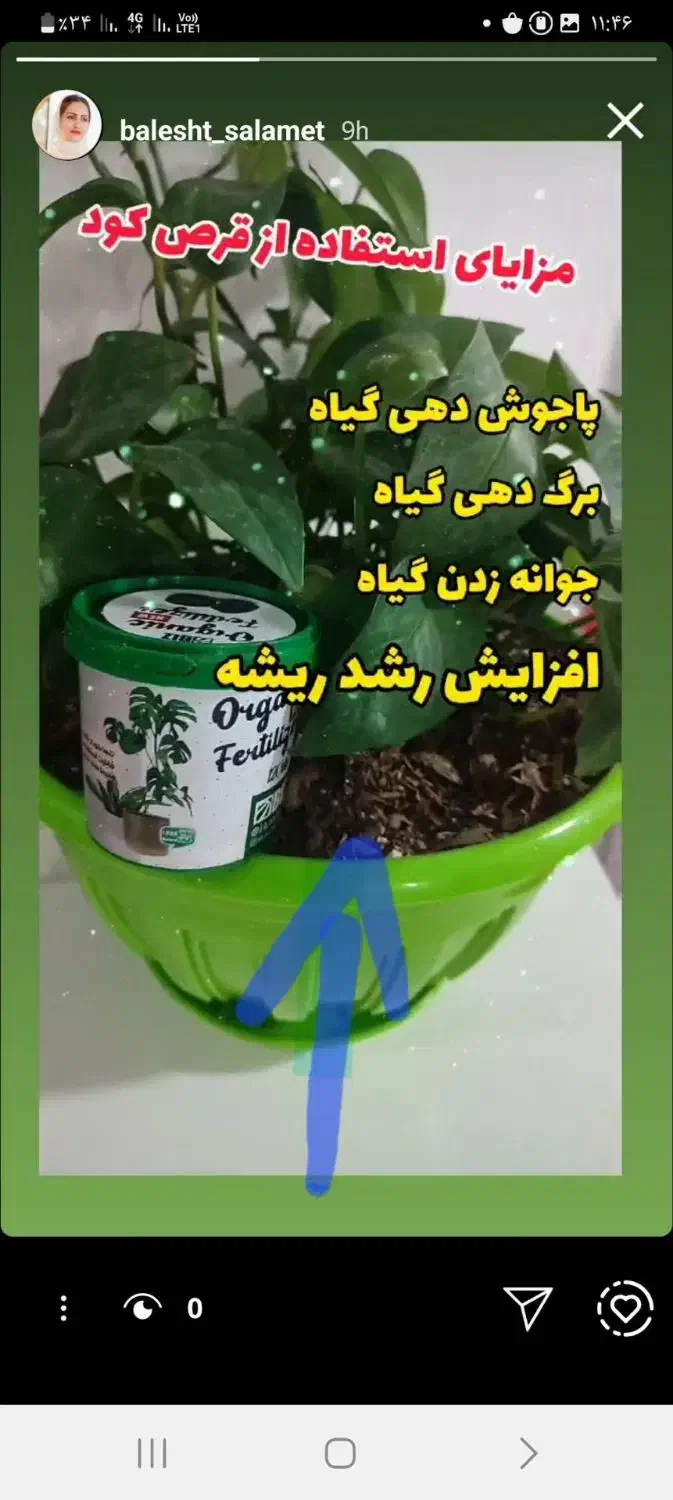 گل گیاه|گل و گیاه طبیعی|بهارستان, |دیوار