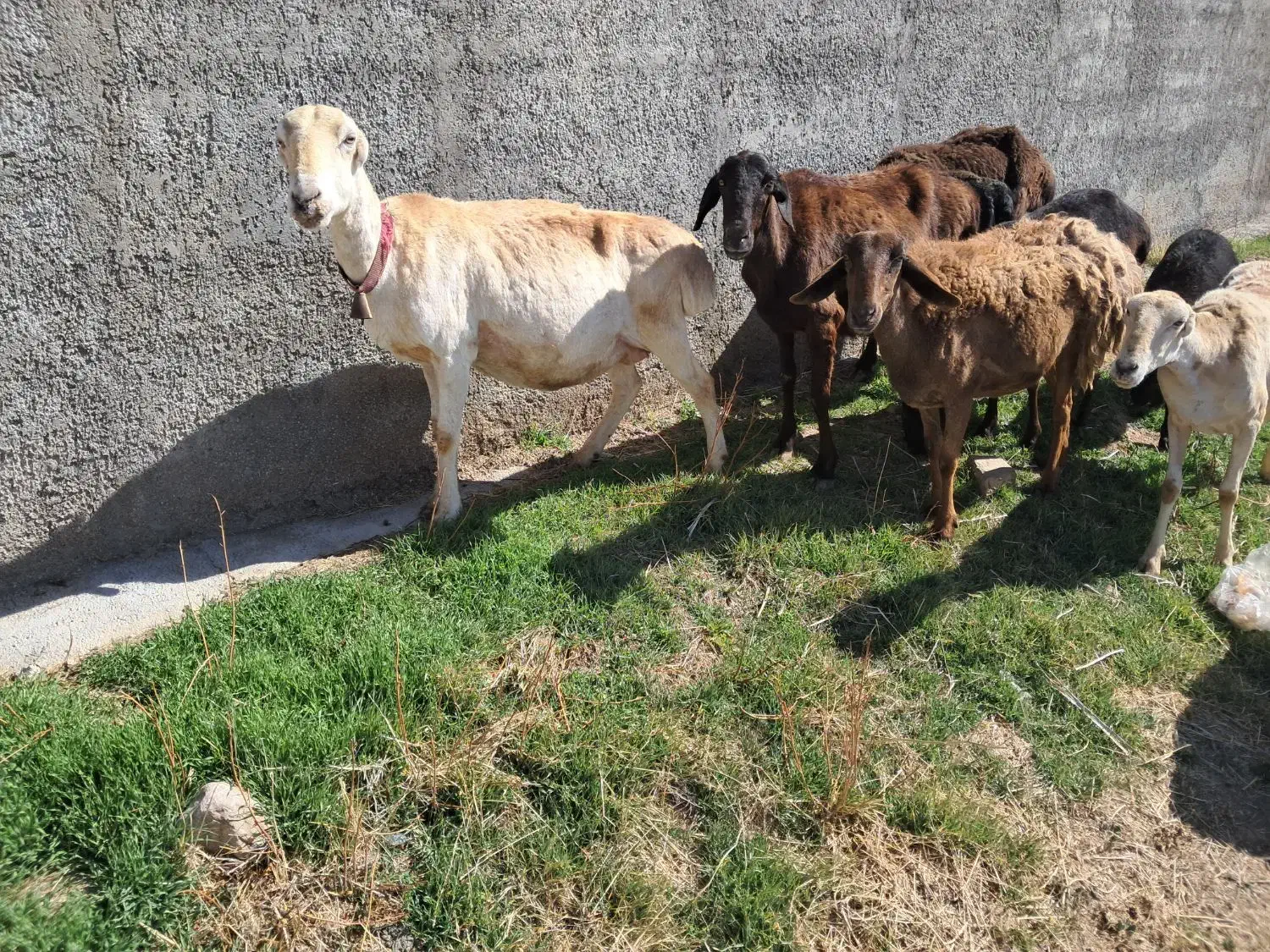 میش چینی|حیوانات مزرعه|مرودشت, تخت جمشید|دیوار