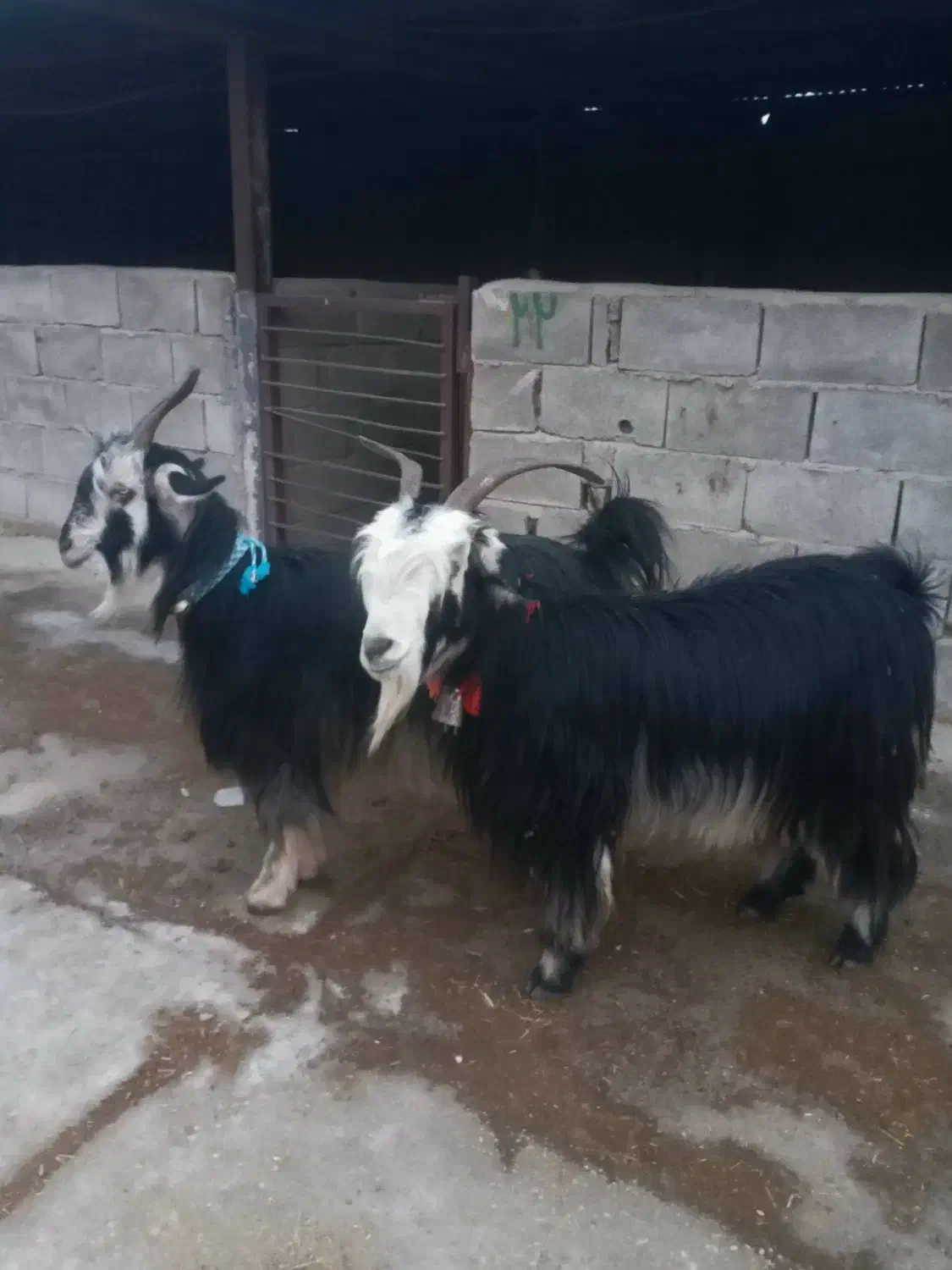 یه جفت بز روزگاری|حیوانات مزرعه|ایذه, |دیوار