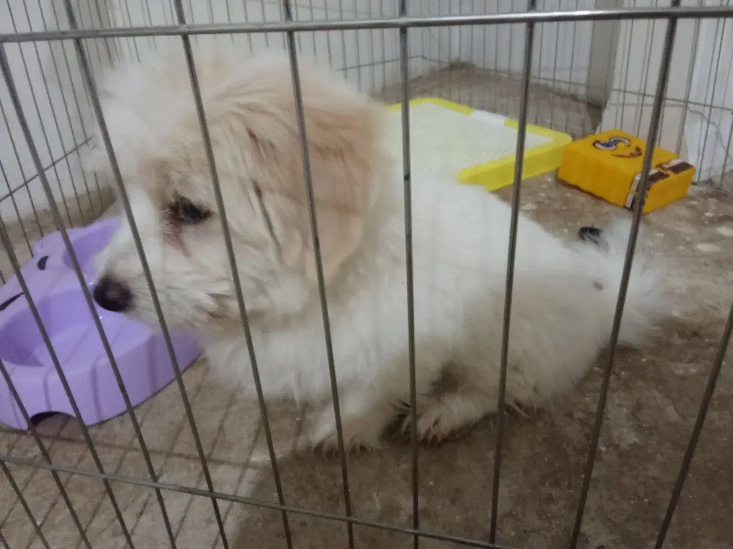 سگ نژاد دار پاکوتاه همه ی واکسن هاش خورده شده|سگ|تاکستان, |دیوار