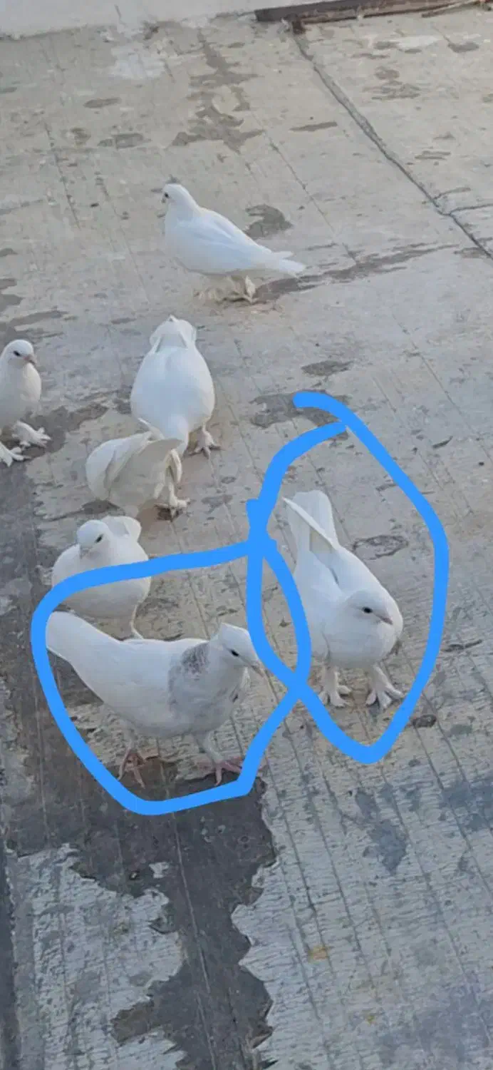 کفتر گم شده|حیوانات|قم, عمار یاسر|دیوار