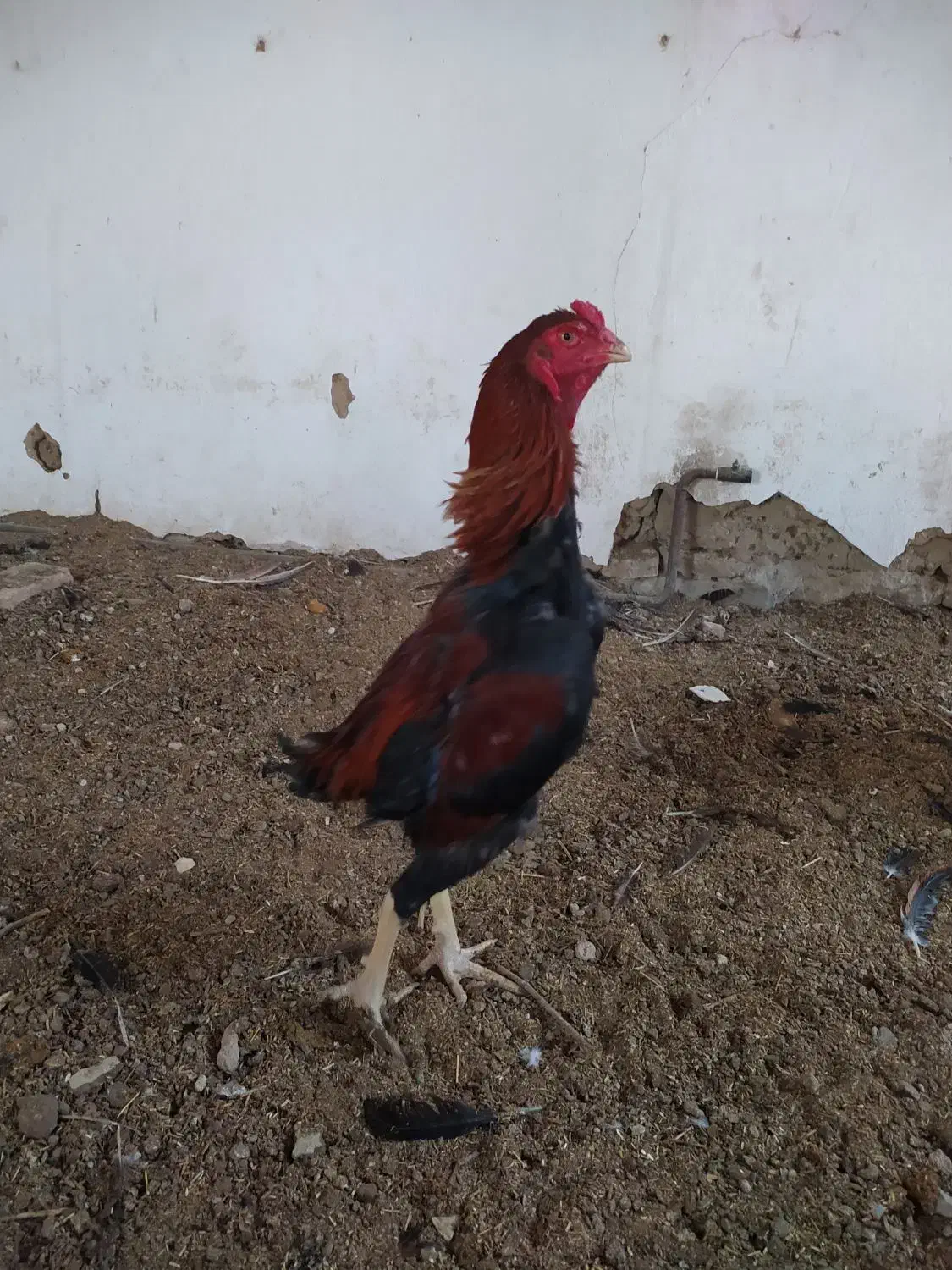 خروس لاری ترک و برزیلی|حیوانات مزرعه|ملکان, |دیوار