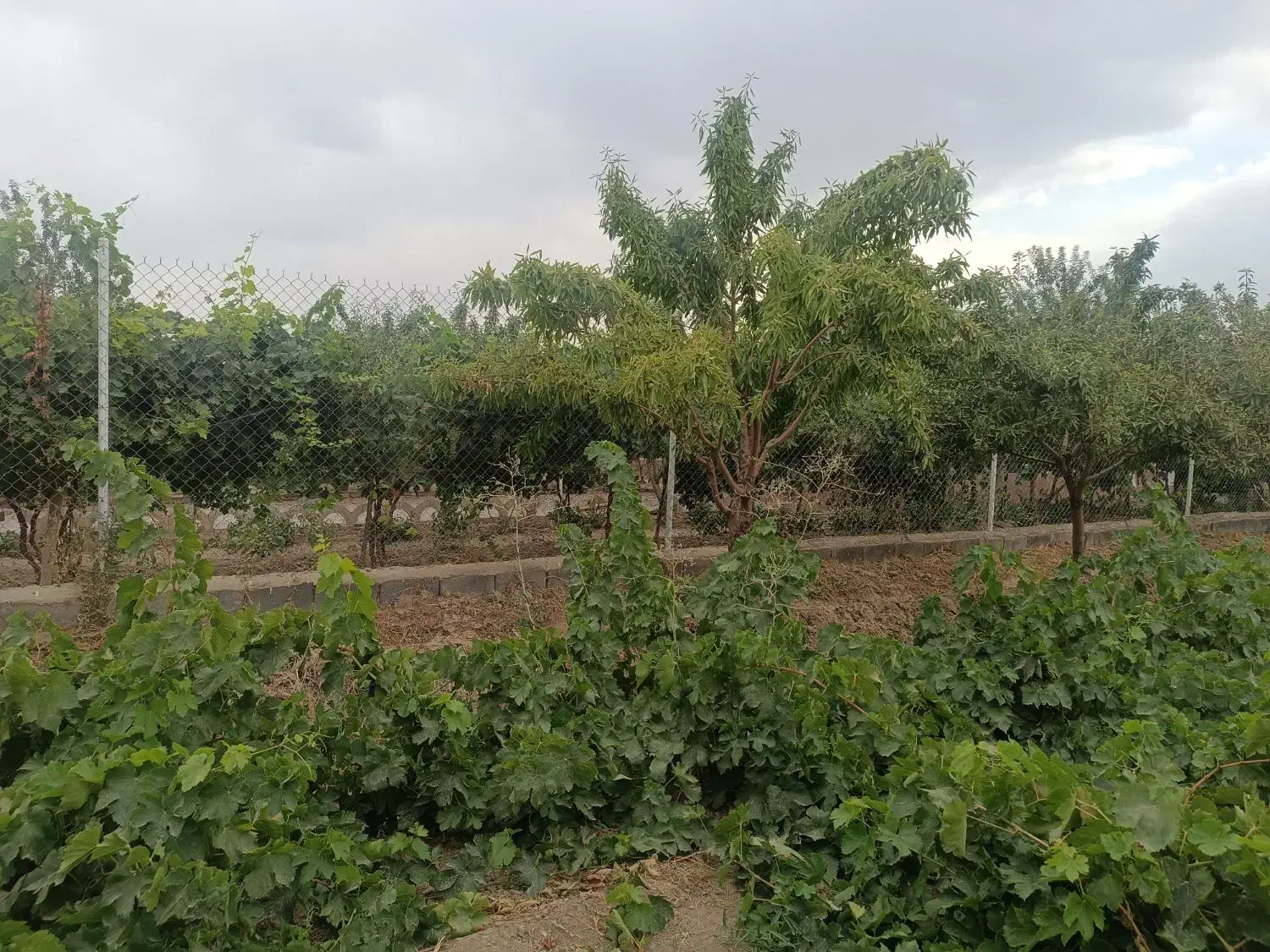 فروش باغ 1000متری صفاییه کوچه11|فروش خانه و ویلا|گلپایگان, |دیوار