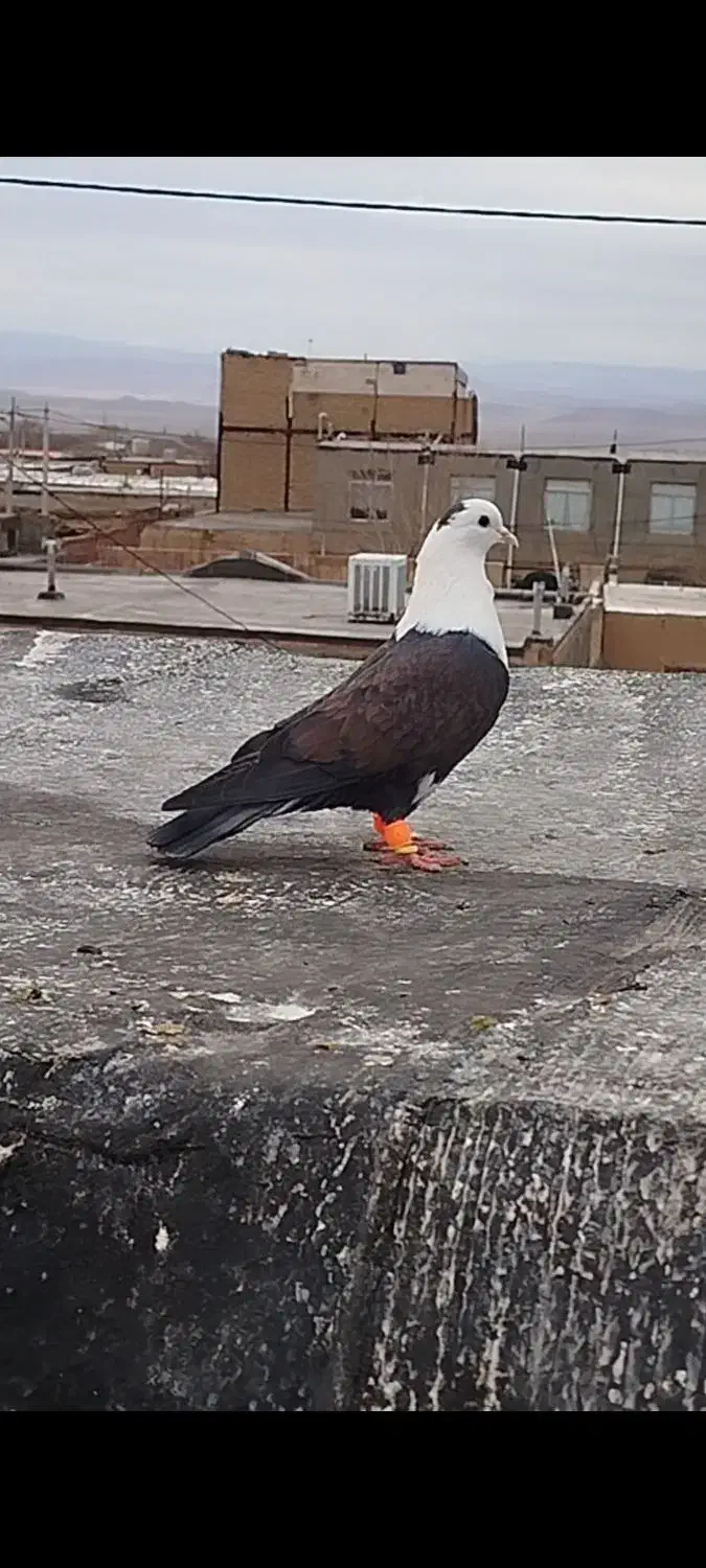 کفتر|پرنده|مشهد, کارگران|دیوار