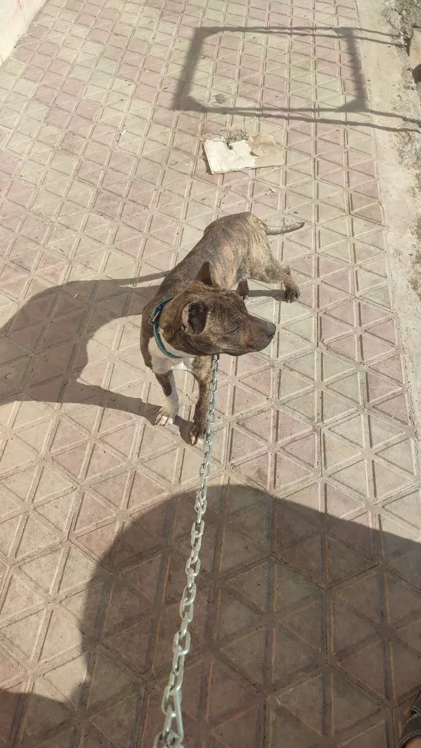 پیت بول|سگ|لنجان, |دیوار