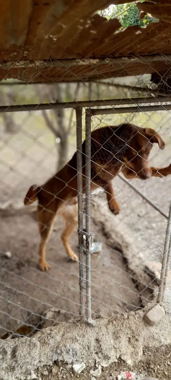 گم شده|حیوانات|لیسار, |دیوار