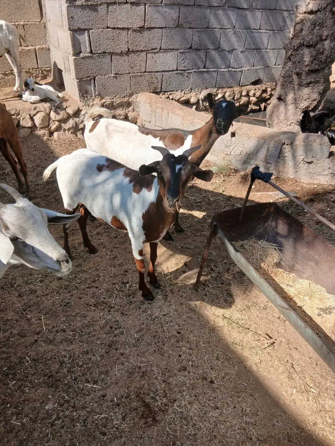 بز،داشتی|حیوانات مزرعه|خورموج, |دیوار