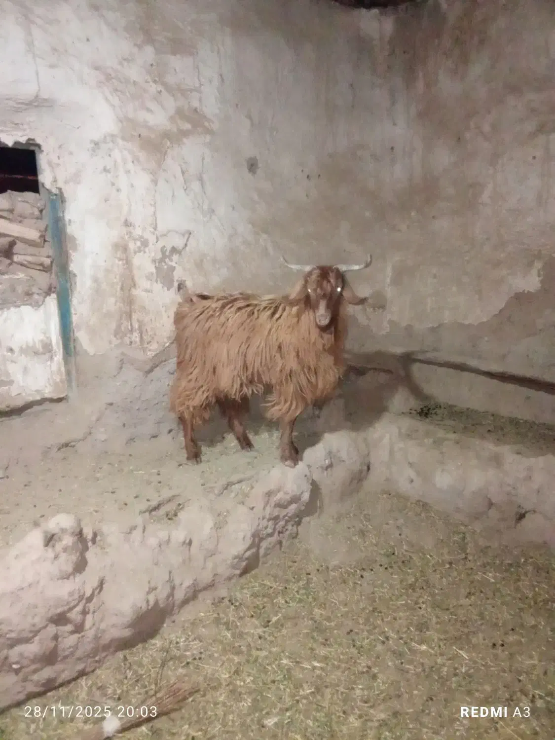 بزغاله نر چاق|حیوانات مزرعه|قره قوین, |دیوار