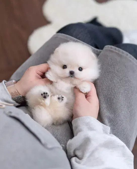 کو.چولو|سگ|زاهدان, |دیوار