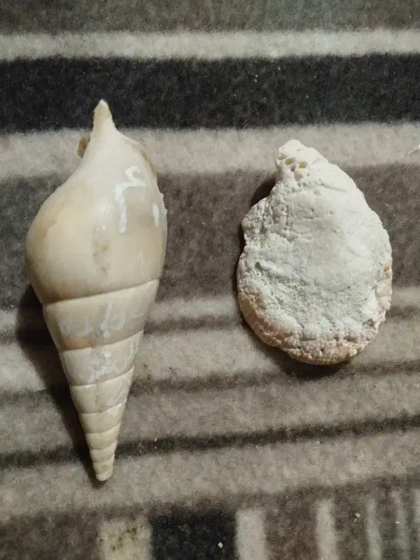 صدف زیبا از دریای کیش|کلکسیون اشیاء عتیقه|بافت, |دیوار