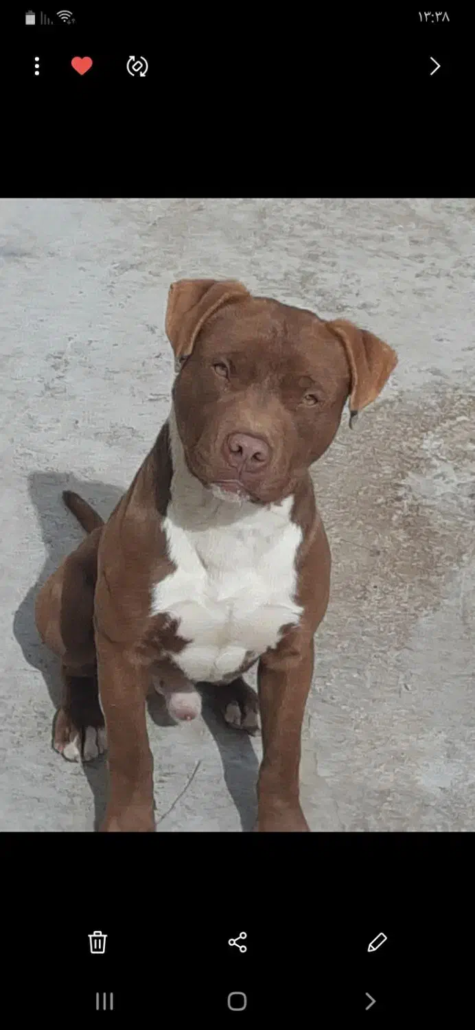 حیوان|سگ|اسلامآباد غرب, |دیوار