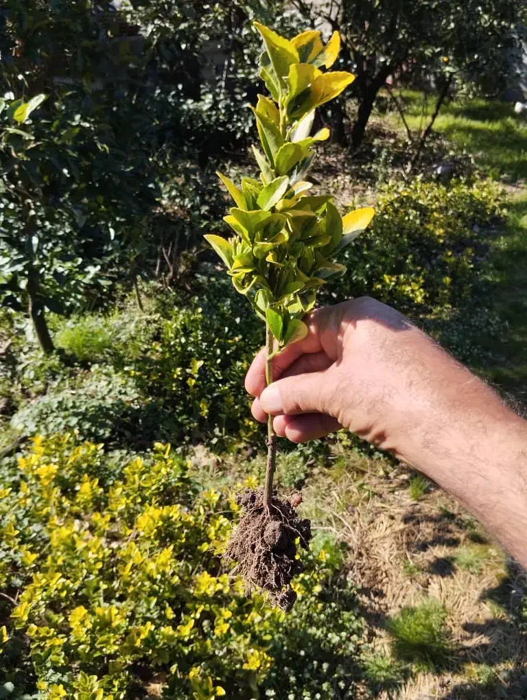 شمشاد طلایی|گل و گیاه طبیعی|کلاچای, |دیوار