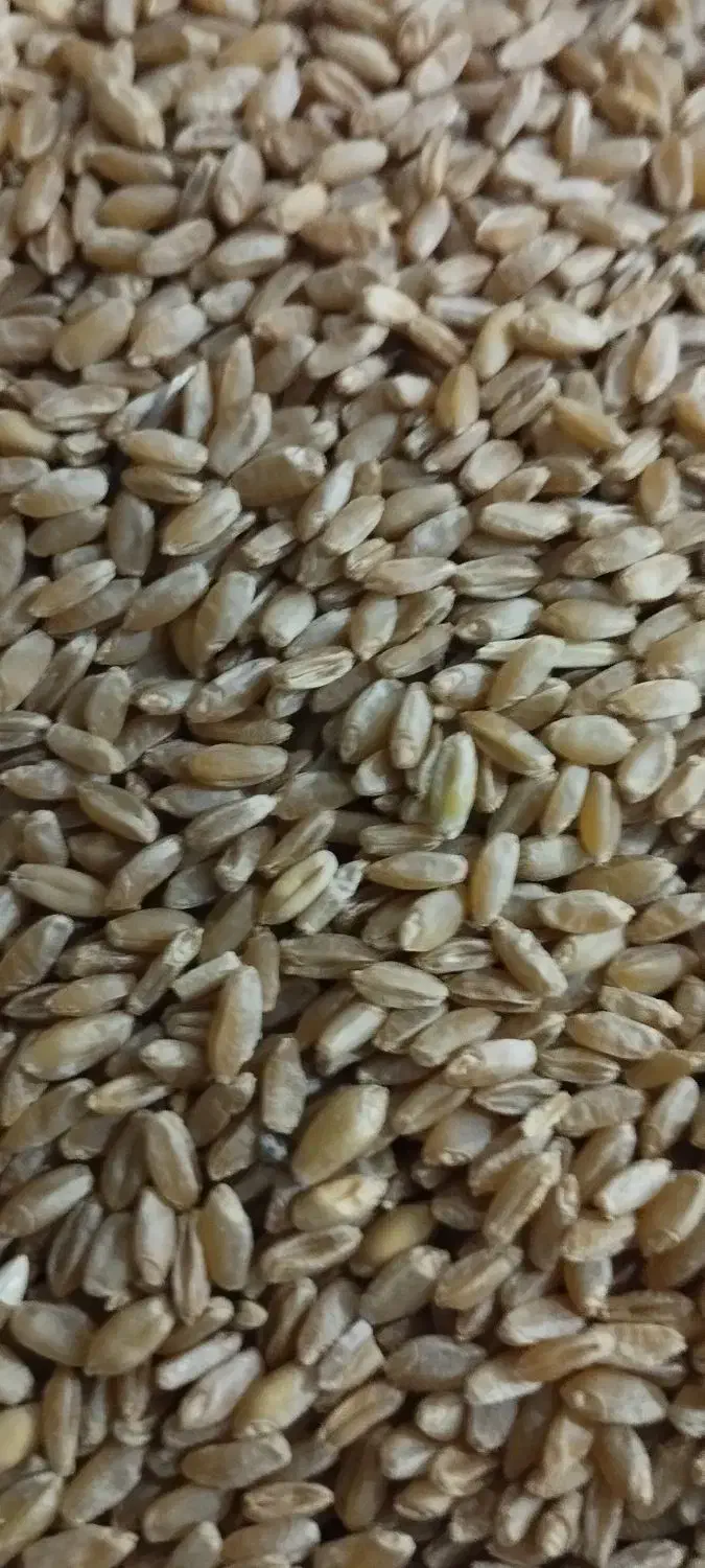 گندم بذری دروم ساجی 70کیلو جو سرارود50کیلو|خدمات باغبانی و درختکاری|کرمانشاه, |دیوار