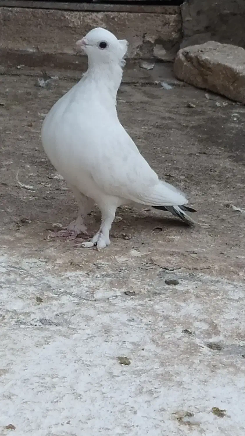 نروماده نوک ریز|پرنده|قم, کیوانفر|دیوار