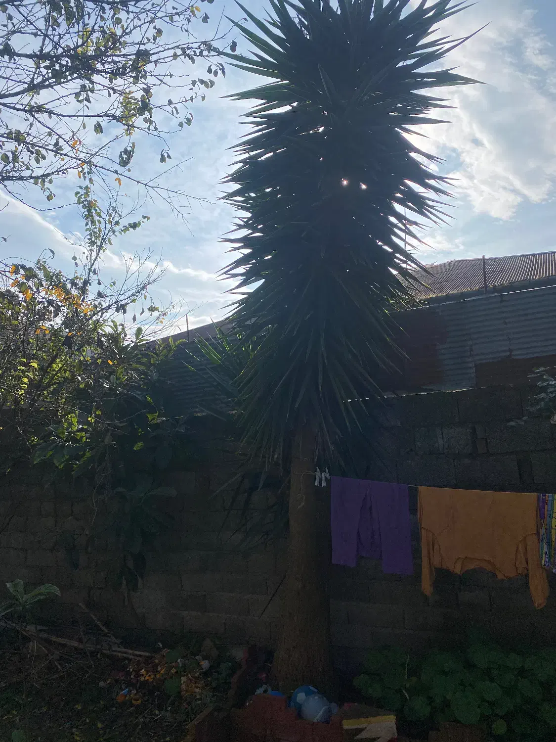 گل یوکا|گل و گیاه طبیعی|املش, |دیوار