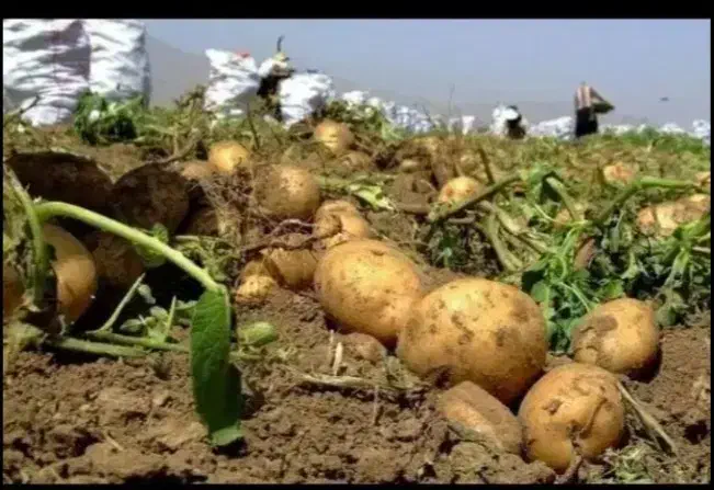 کار چیدن سیب زمینی|استخدام بازاریابی و فروش|سارال, |دیوار