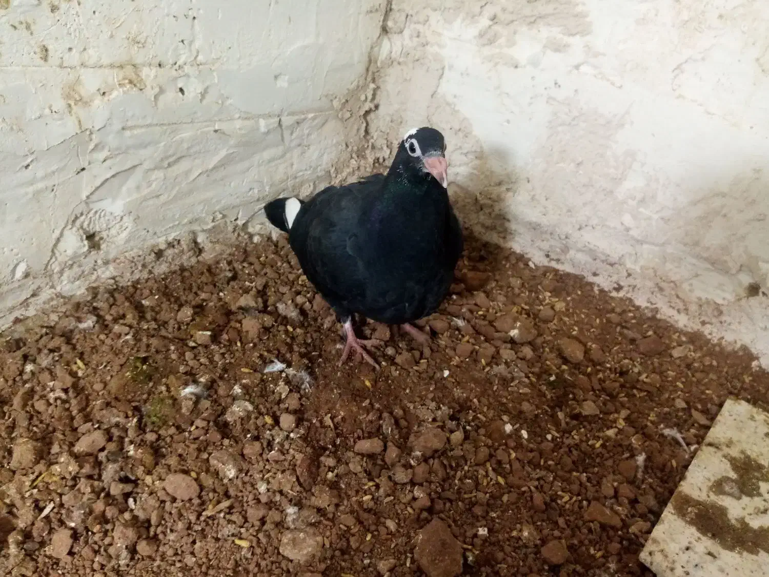 کفتر پلنگ|پرنده|بیرجند, |دیوار