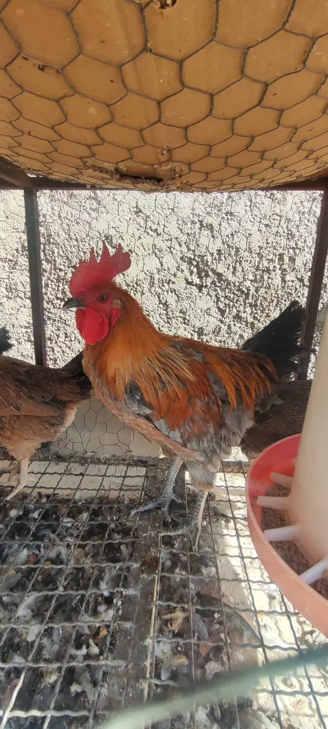 خروس محلی خالص|حیوانات مزرعه|مرودشت, فاز دوم شهرک فرهنگیان|دیوار