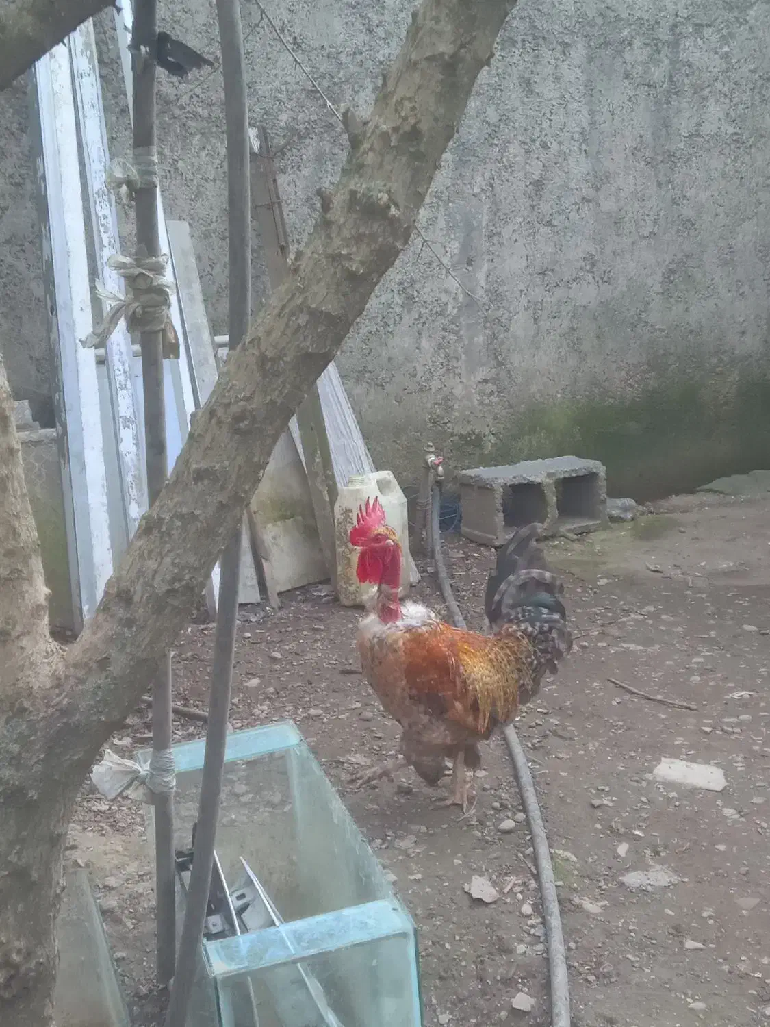 خروس محلی|حیوانات مزرعه|رشت, کوی امام رضا|دیوار