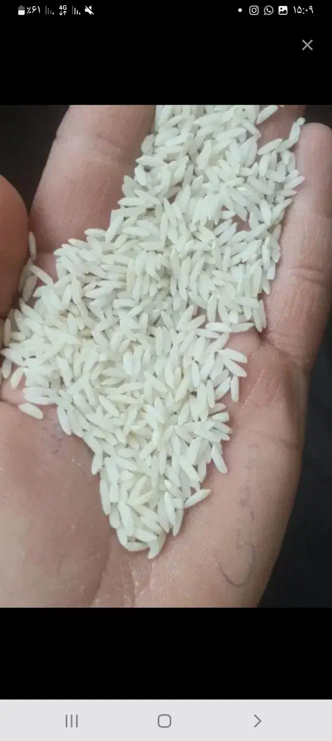 برنج آبچاه عمیق.محلی ارگانیک.کشاورزهستم بروجرد|خوردنی و آشامیدنی|بروجرد, |دیوار