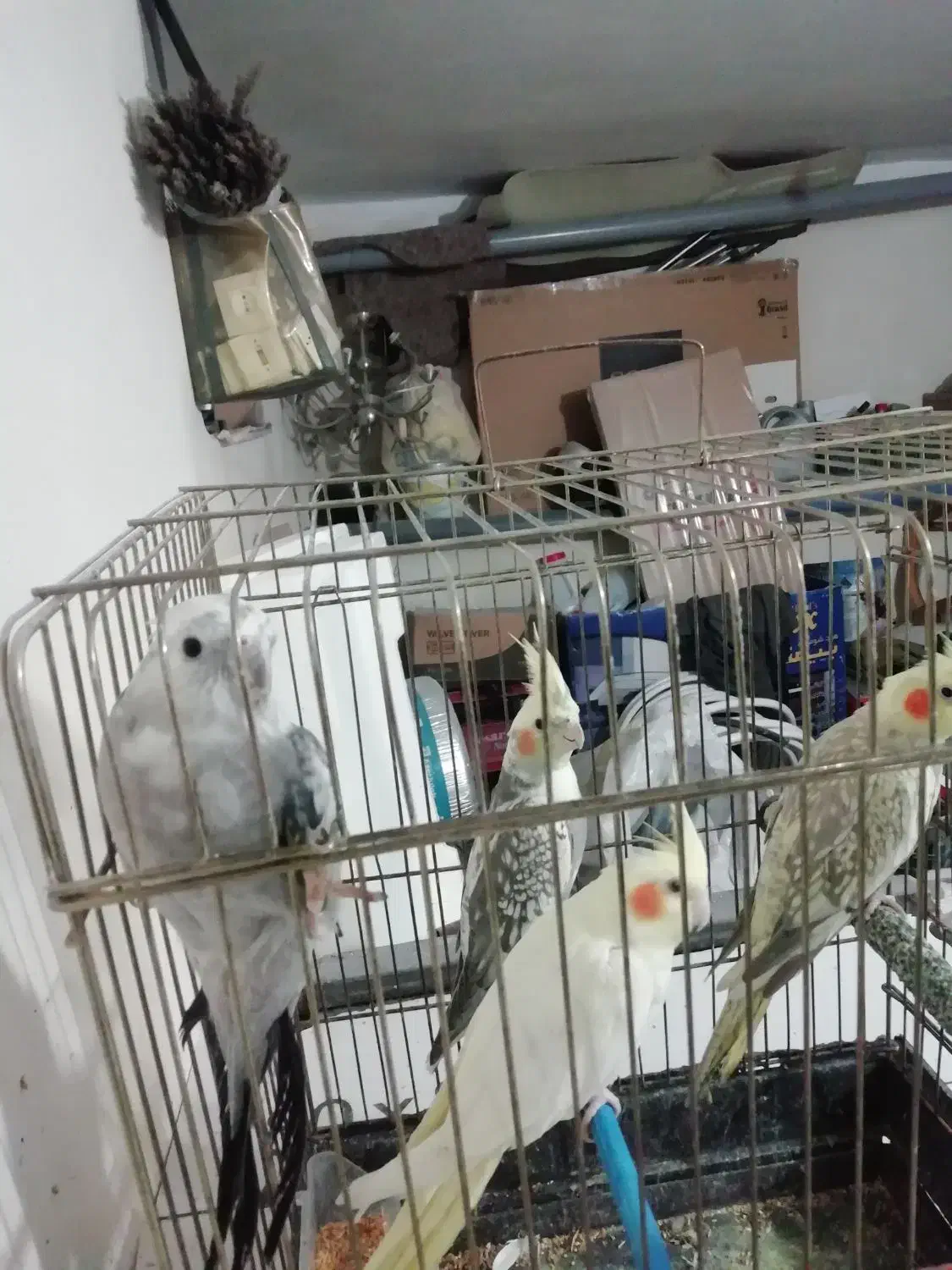 فروش عروس هلندی|پرنده|خوی, |دیوار