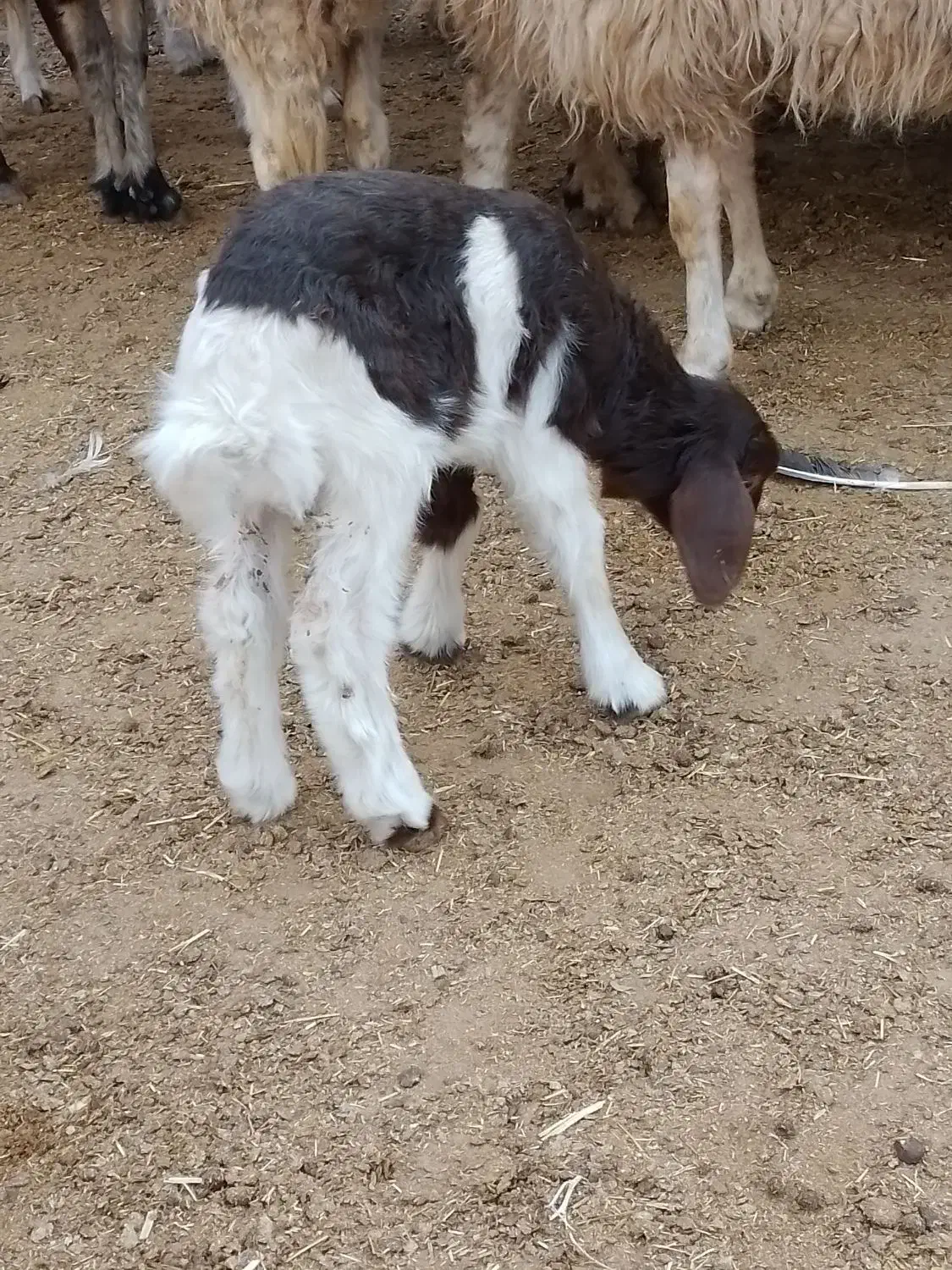 بره شیری نر|حیوانات مزرعه|کرمانشاه, |دیوار