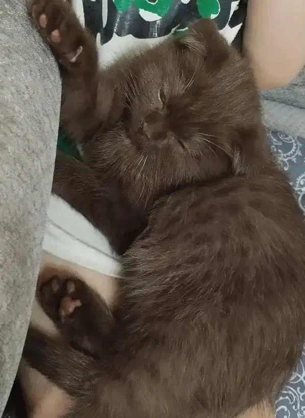 گربه گمشده|گربه|پرند, فاز ۶|دیوار