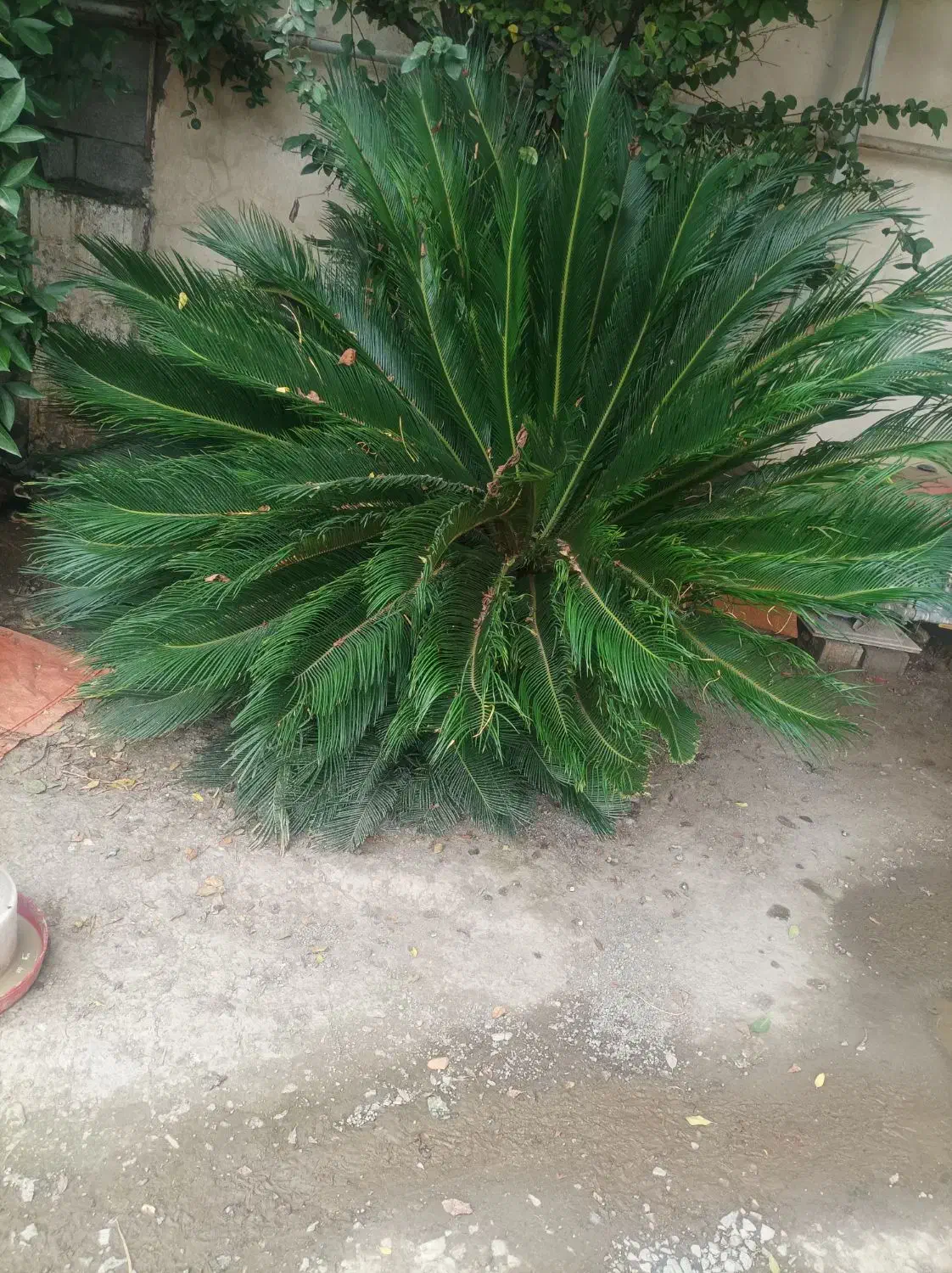 گل سیکاس طبیعی دارم درحد نو|گل و گیاه طبیعی|زرگرشهر, |دیوار