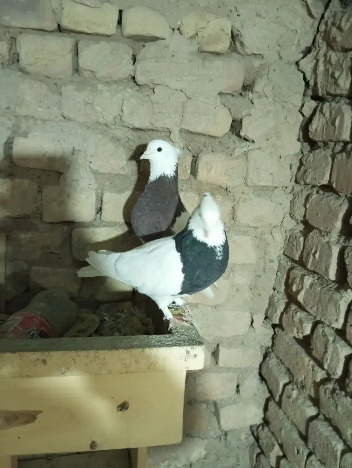 یک جفت کفتر طوقی سیا و سورخ|پرنده|بردسکن, |دیوار