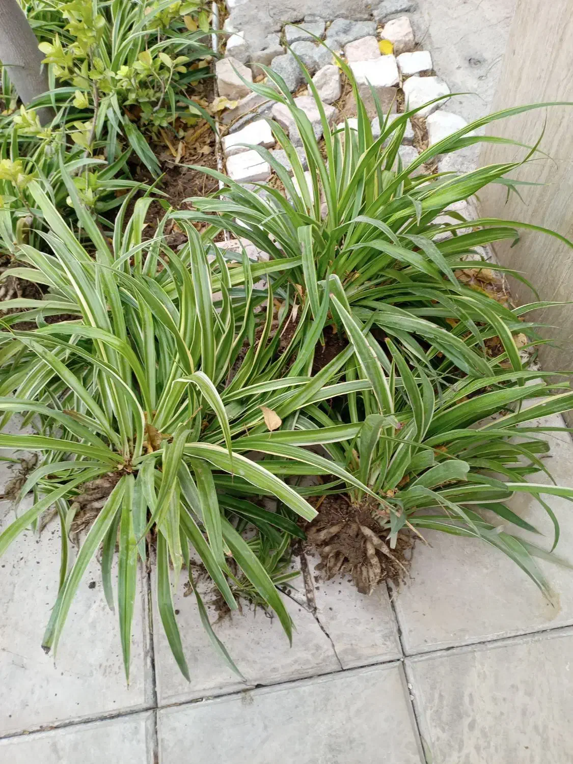 گل گندمی بزرگ|گل و گیاه طبیعی|مشهد, شهید بهشتی|دیوار