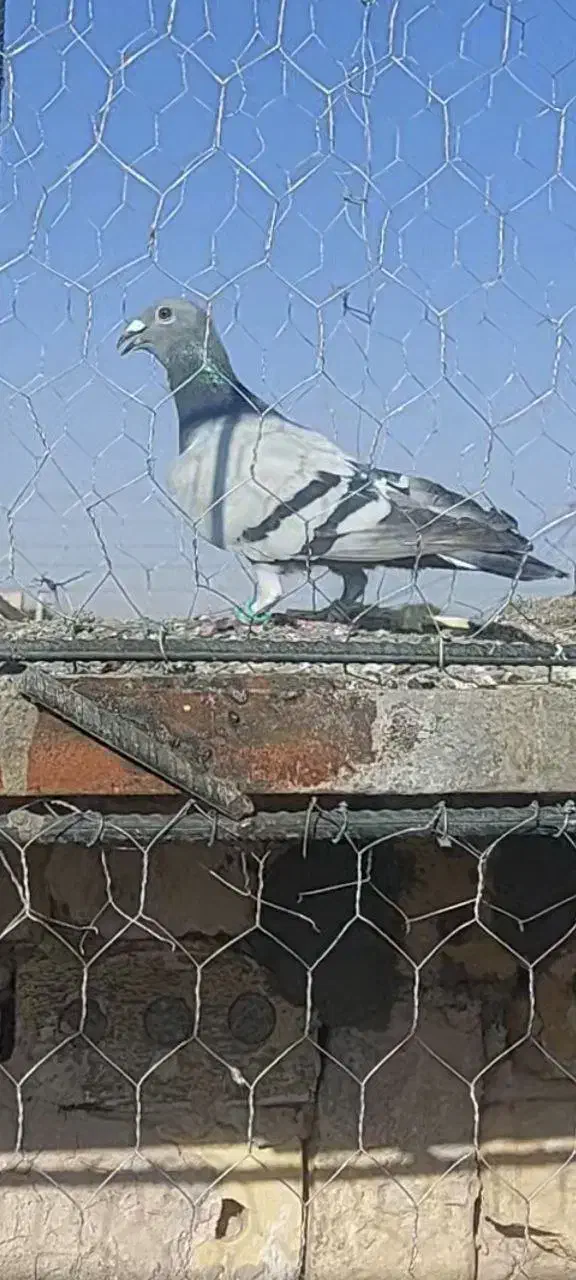 فرش طرح کفتر|فرش|فردوس (خراسان), |دیوار