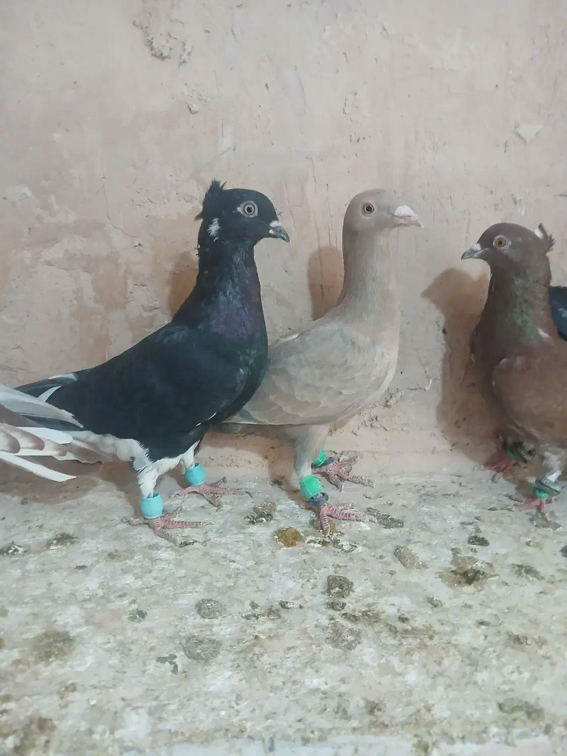 کفتر پرشی|پرنده|سبزوار, شرق کال شمالی|دیوار