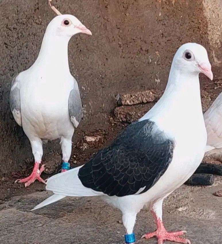 دوکت|حیوانات|اهواز, نادری|دیوار