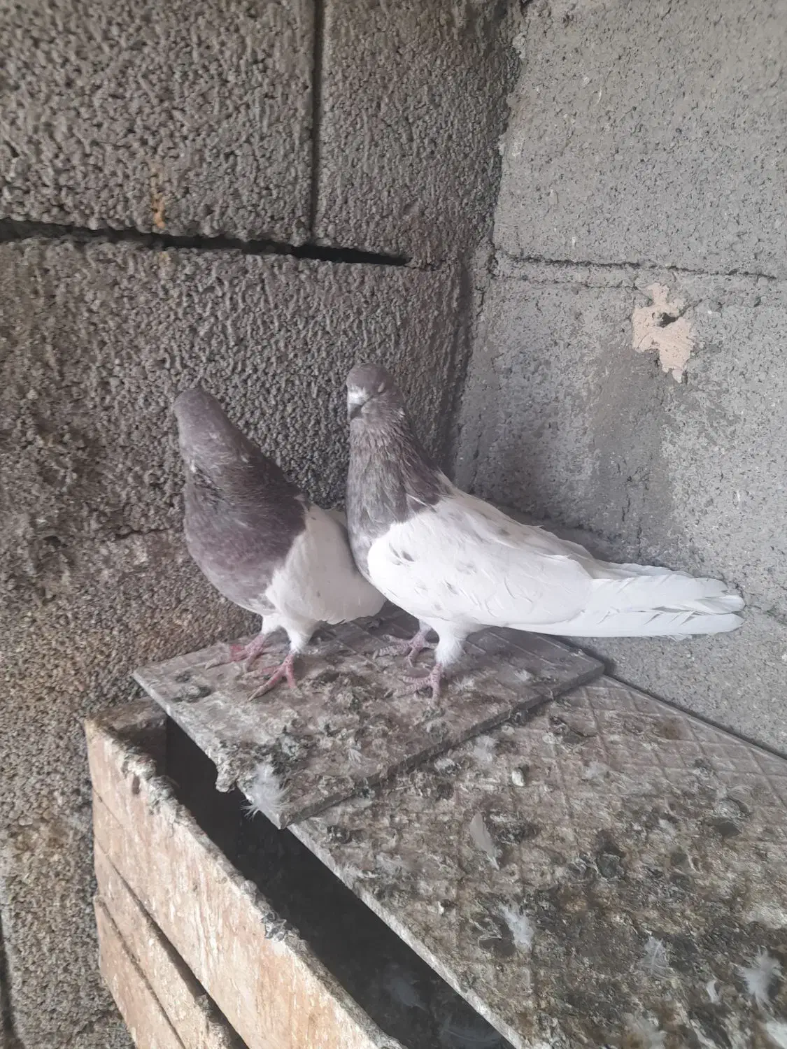 کبوتر|پرنده|آذرشهر, |دیوار