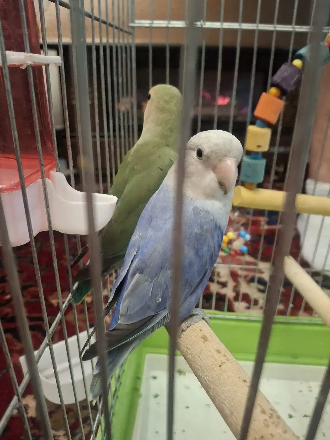 حیوانات|پرنده|ارومیه, |دیوار