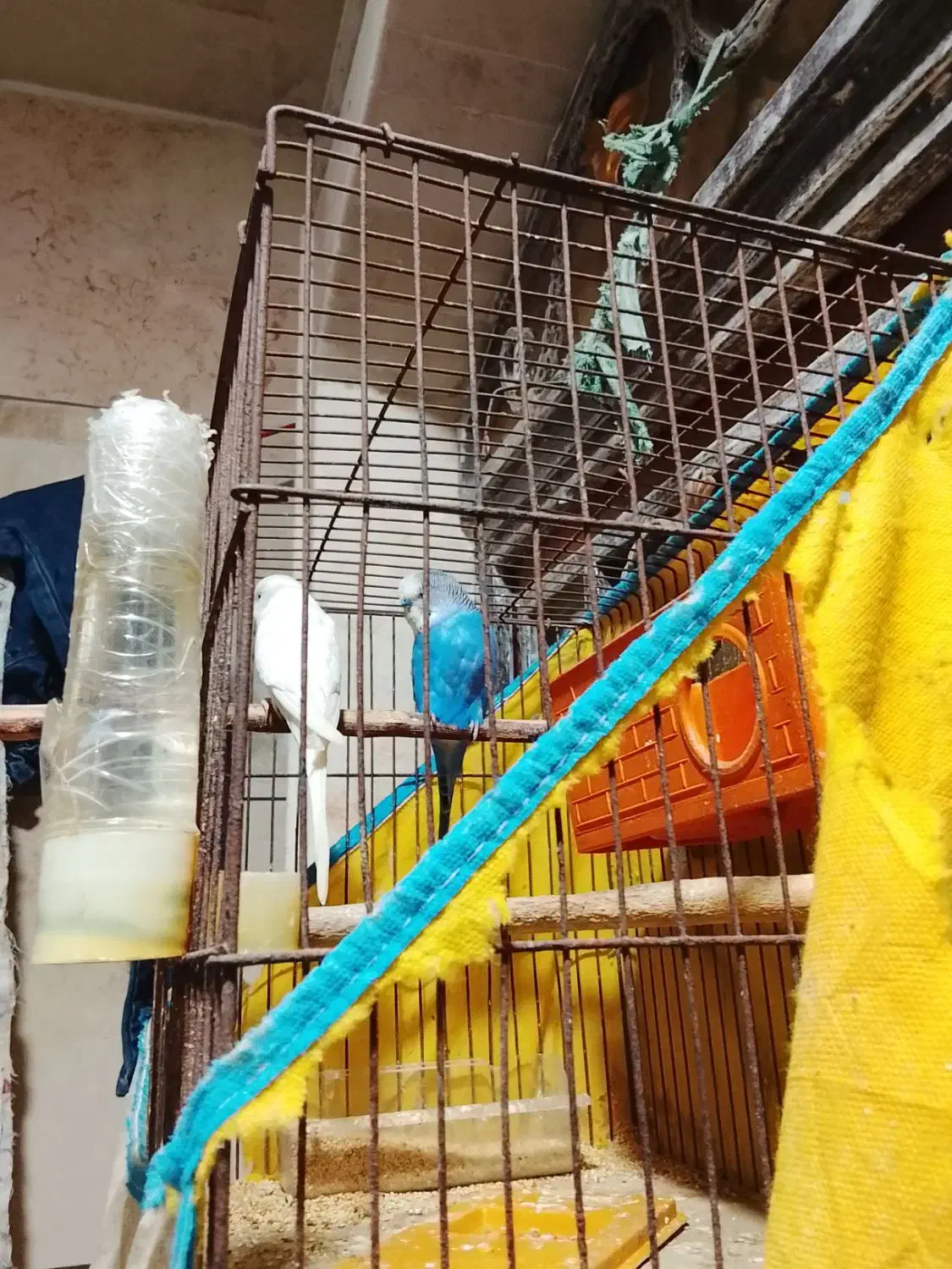 مرغشق|پرنده|قشم, |دیوار