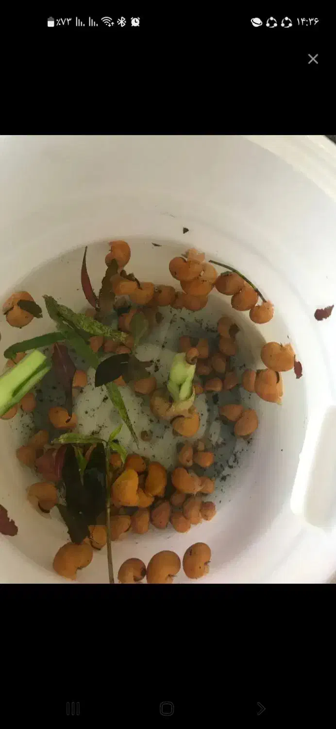 حلزون|ماهی|هشتگرد, فاز ۳ مهستان|دیوار