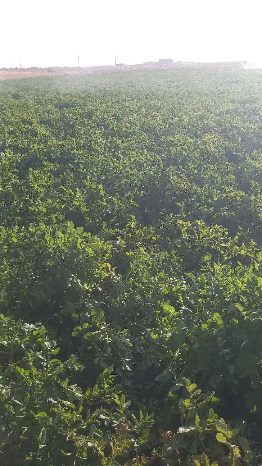 زمین کشاورزی ابی|فروش دفتر صنعتی، کشاورزی، تجاری|شیرینسو, |دیوار