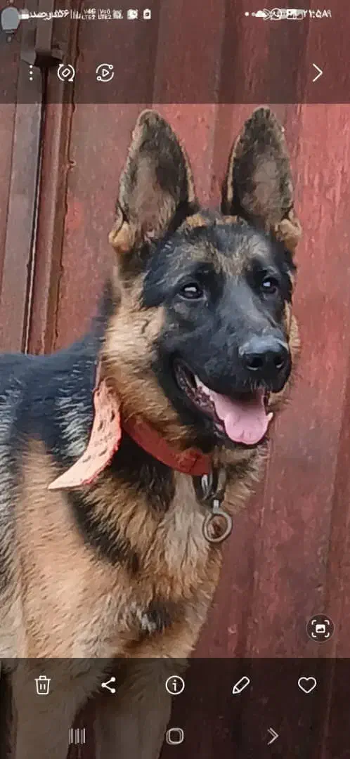 سگ  ژرمن  1.5 ساله|سگ|کیاشهر, |دیوار