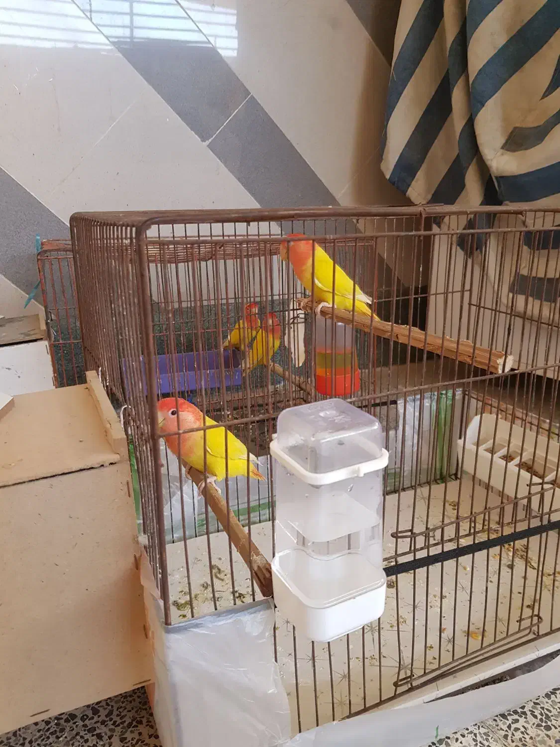 طوطی برزیلی اوپال مولد درشت|پرنده|اهواز, کیانشهر|دیوار