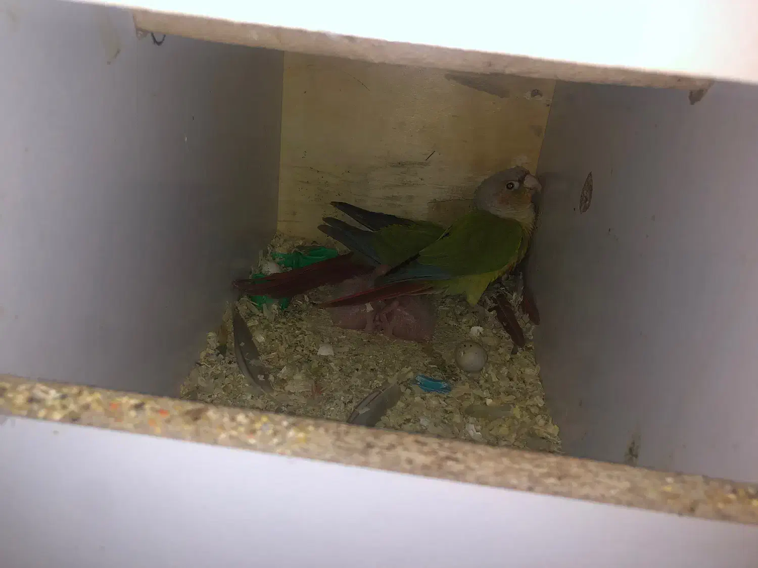 گرینچیک با جوجه|پرنده|مشهد, دانشجو|دیوار