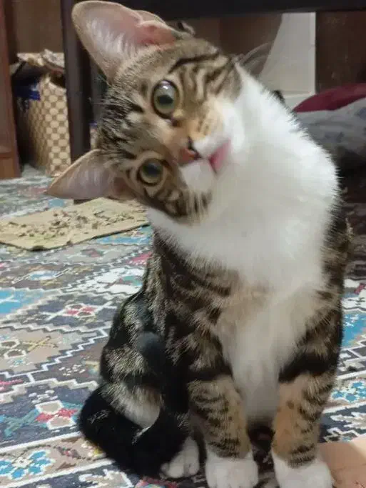 واگذاری گربه بالغ|گربه|یزد, |دیوار