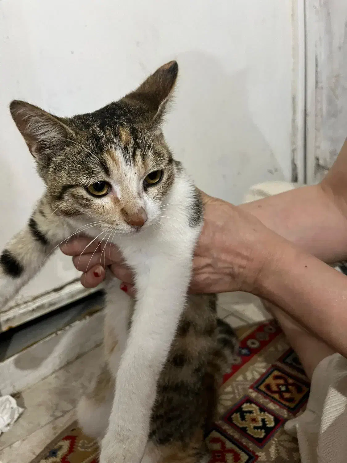 واگذاری گربه|گربه|رشت, شهرک صبا|دیوار