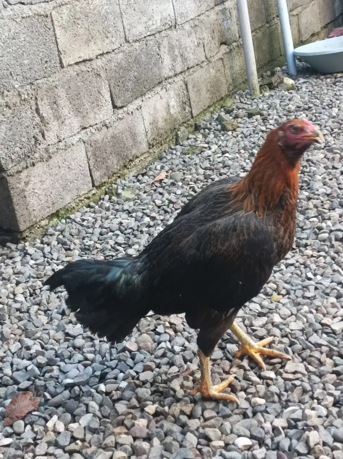 مرغ و خروس به فروش میرسد|حیوانات مزرعه|سیاهکل, |دیوار