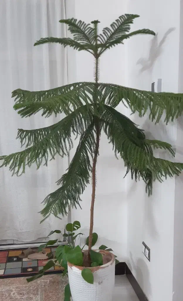 گل کاج مطبق|گل و گیاه طبیعی|نیشابور, گمنام غربی|دیوار